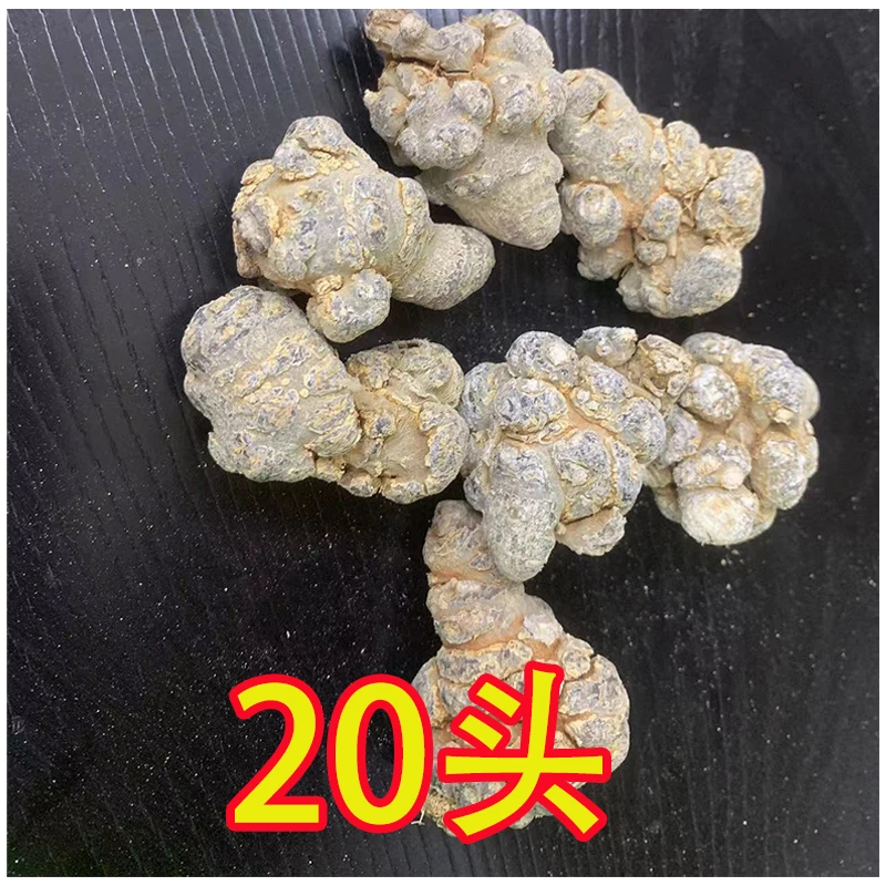 云南文山三七20头带剪口