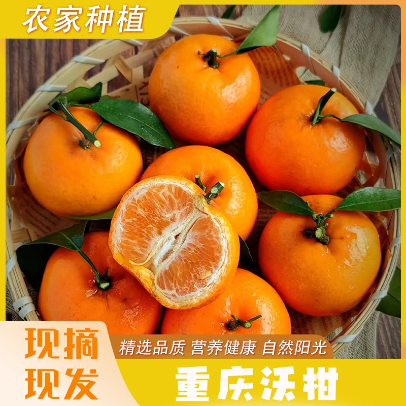正宗农家自种沃柑新鲜饱满原生态食用甜鲜美多汁品种香甜产地直发