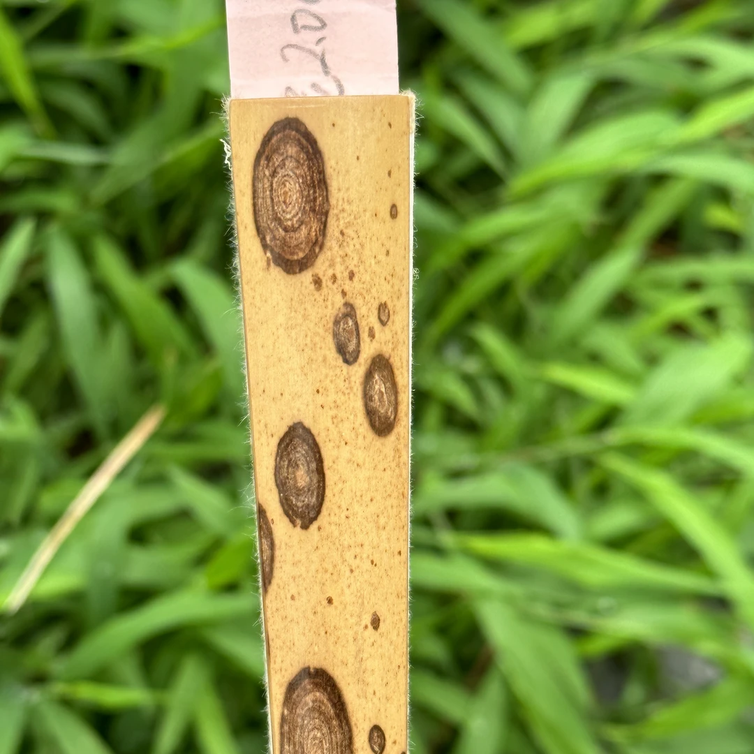 杨记扇庄｜9.5寸16方｜花清底净指纹梅鹿折扇子骨｜八角头带装饰贴片