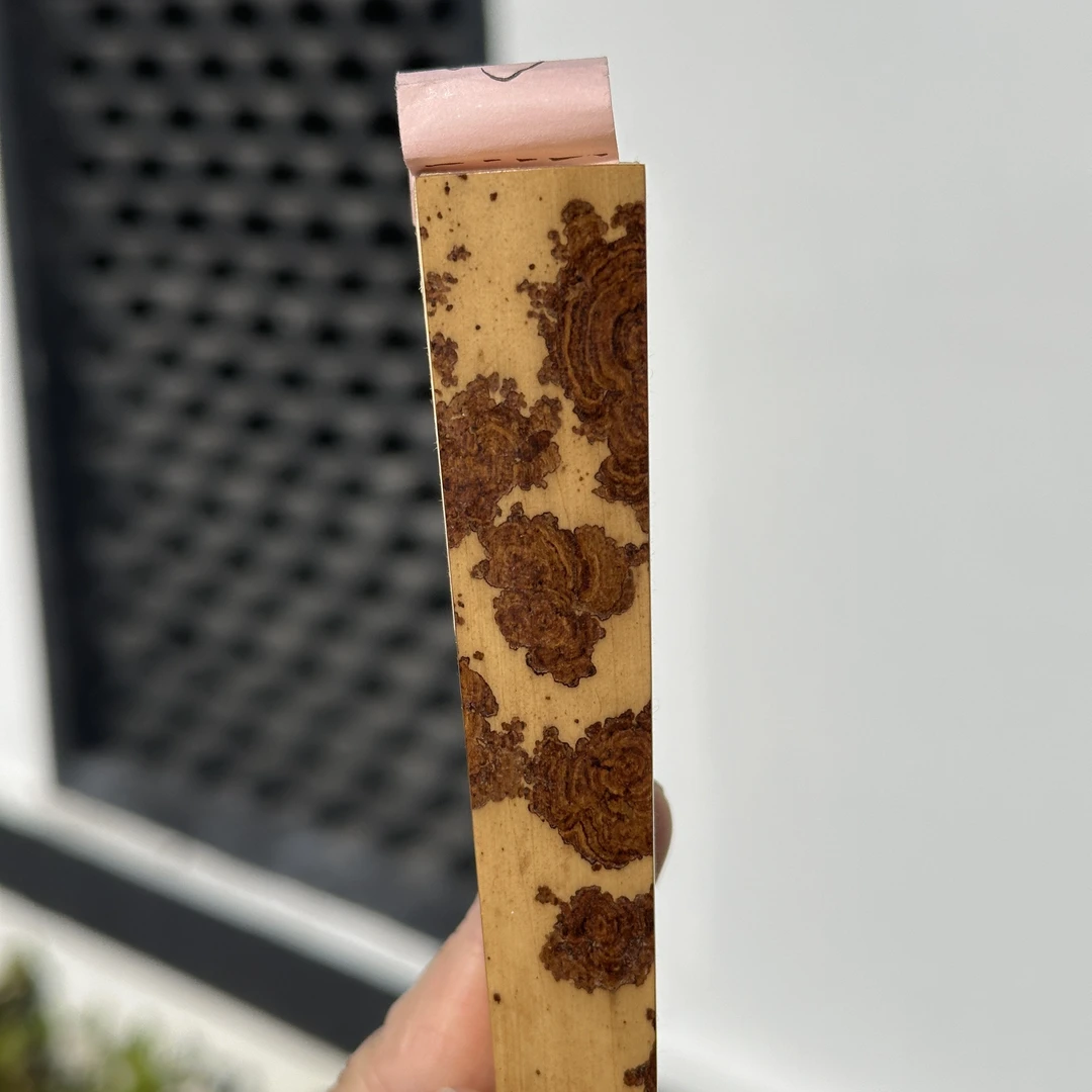 杨记扇庄｜9.5寸11年陈麻栗坡老云妃｜湘妃竹折扇16方2.0手劈料苏工