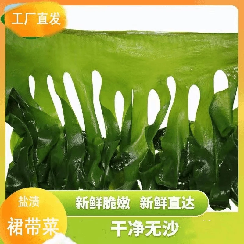 抢！大连优质盐渍裙带菜 高泡发口感细腻鲜嫩新鲜美味