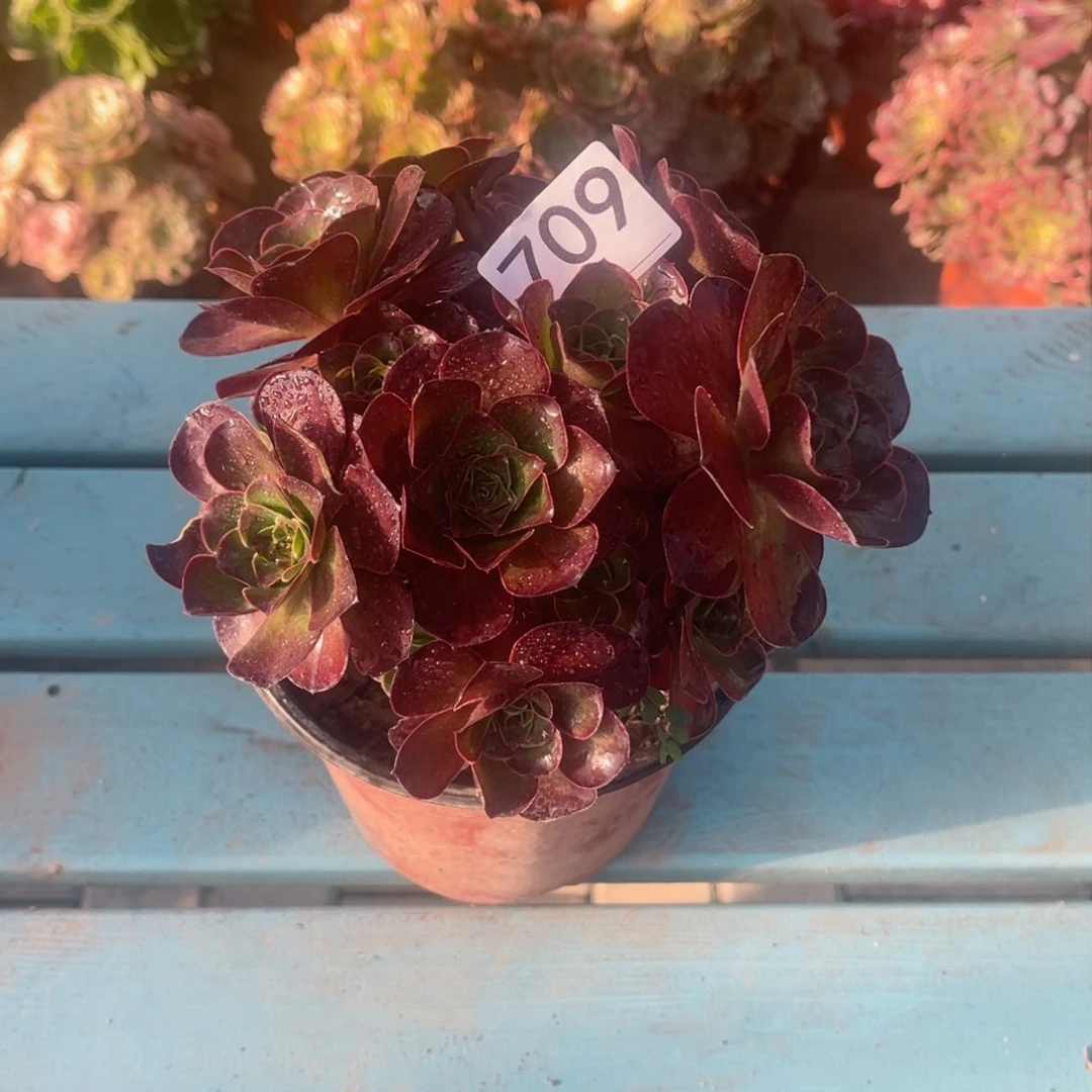 布*娃709多肉植物精品法师