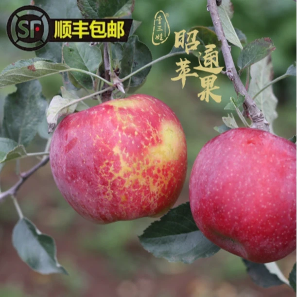 【顺丰 坏果包赔】云南昭通丑苹果 3斤、5斤/9斤现摘现发