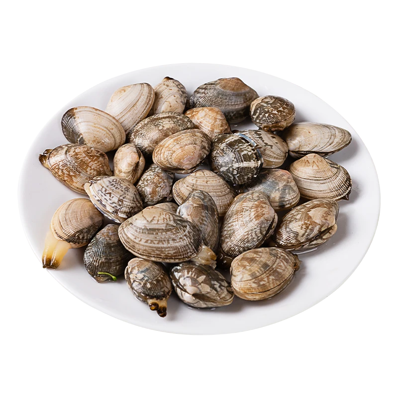 新鲜鲜活蛤蜊花甲海鲜