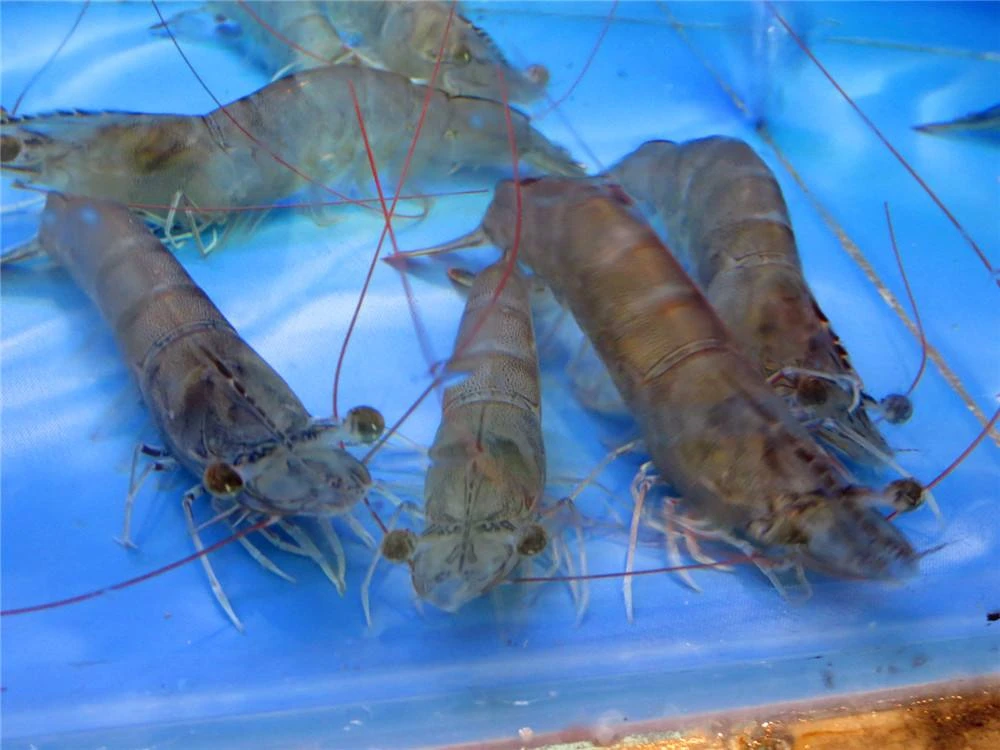 3 斤鲜活基围虾，鲜活海鲜