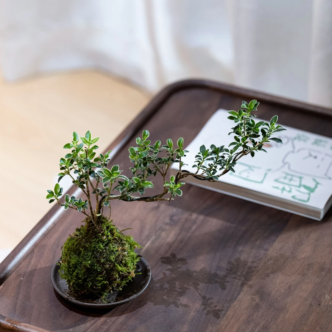 花界 | 苔藓球飘枝六月雪悬崖临水造型好养禅意苔藓微景观高度