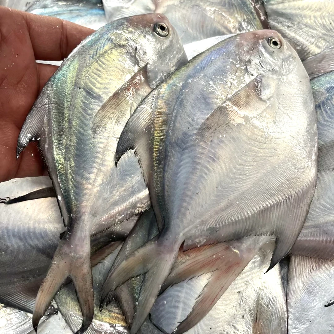【农商惠民】三门本地小鲳鱼，新鲜捕捞，小网海鲜，肉质鲜美～