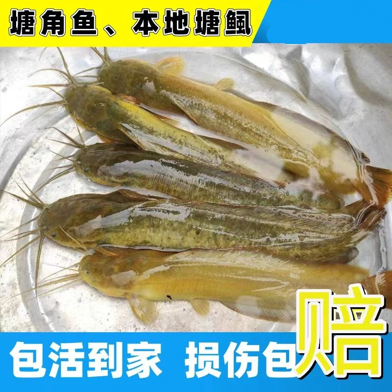 广东本地塘鲺鱼 塘角鱼 皇妃一号3-7公分淡水养殖可食用鲜活水产