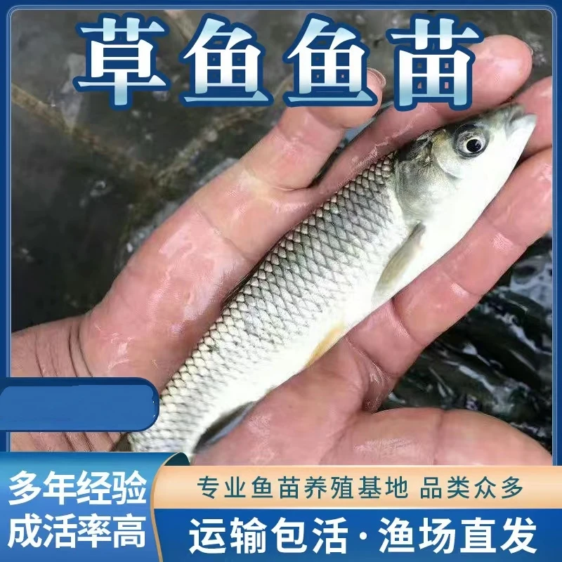 优质大草鱼淡水养殖活鱼四大家鱼草鱼苗鲫鱼苗花鲢鱼苗批发包活