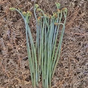 贵州遵义高山蕨菜2斤包邮