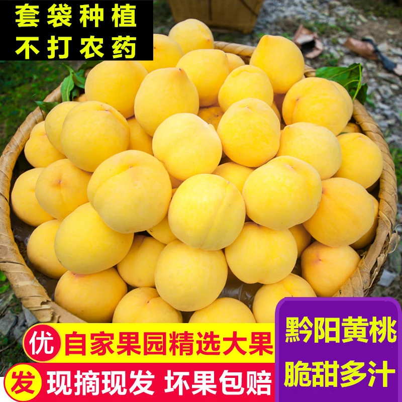 湖南高山锦绣黄桃5斤新鲜当季水果应季时令现摘蜜桃脆桃黄桃子