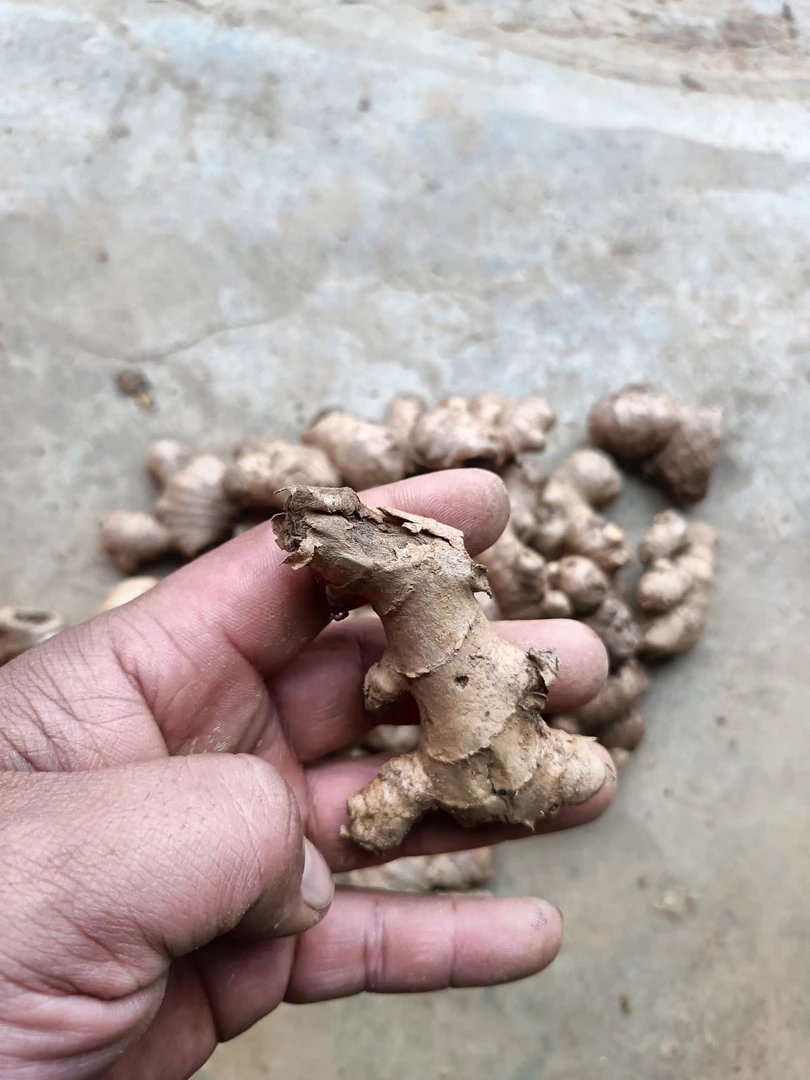 （介意慎拍）姜母老姜生姜月子姜红糖姜汤丑姜