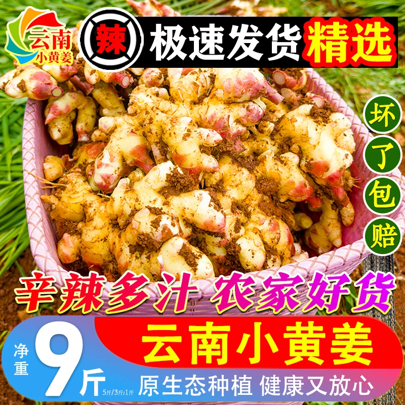 云南小黄姜农家山地种植新鲜现挖现发生姜仔姜月子姜老姜土特产菜
