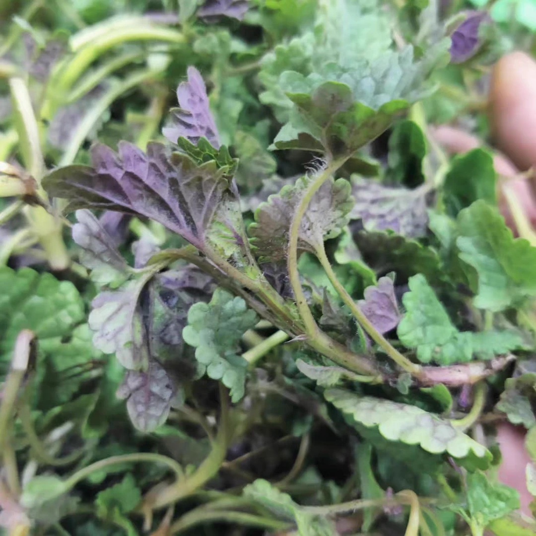 猫把蒿东北山野菜现采现摘现发包邮到家可拌酱可炖鱼学名霍香