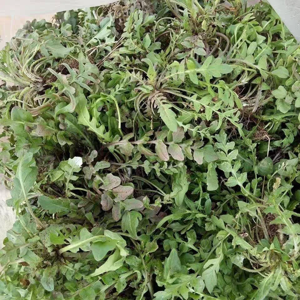 荠荠菜东北山野菜现采现摘现发包邮到家可包饺子包馄饨