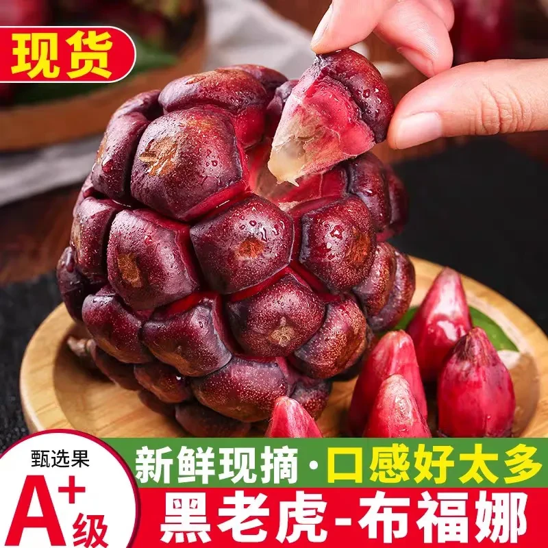黑老虎黑老虎布福娜罕见水果新鲜当季8成熟整箱血藤果纯天然