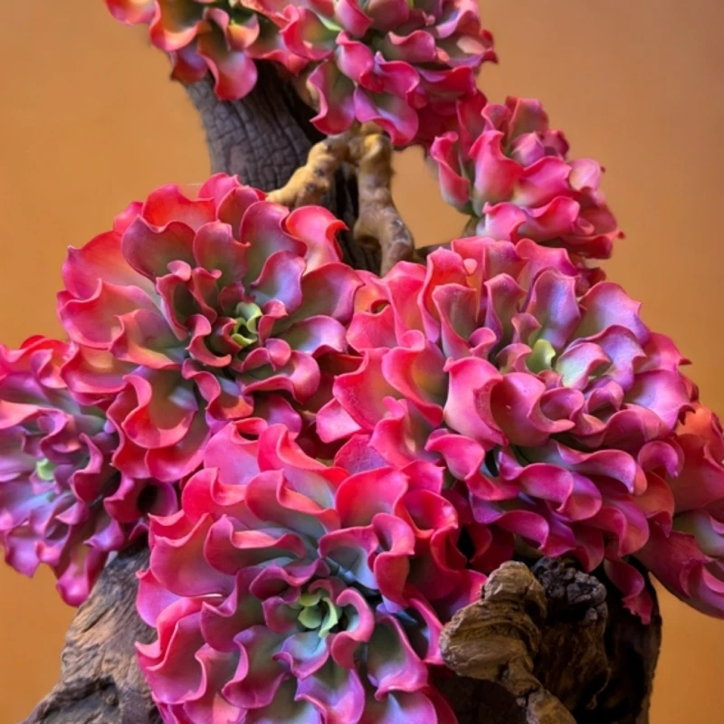 手工轻松仿真花卉多肉（老桩法师奥斯兰卡马库斯整桩8个头）