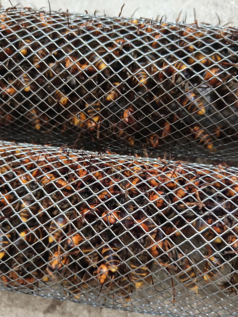 金环虎头蜂老蜂，户外一手资源，每天现货。