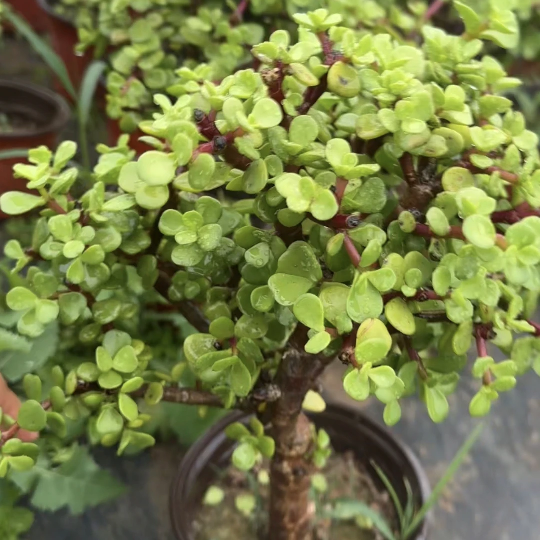 多肉小盆景金枝玉叶盆栽大苗老桩花卉绿植雅乐之舞阳台小叶玉树