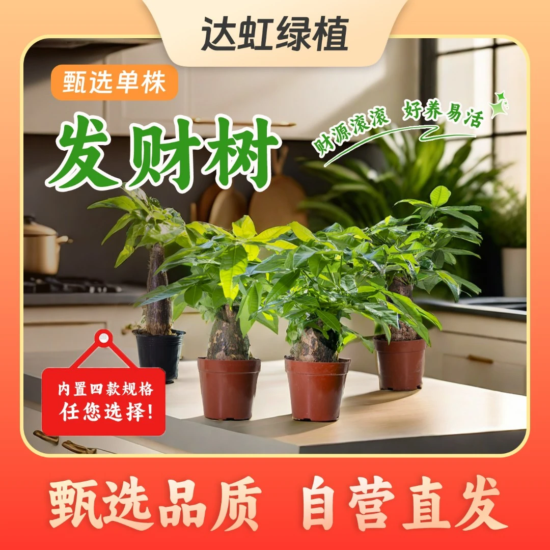 财源滚滚【单株】发财树绿植室内植物好养观赏