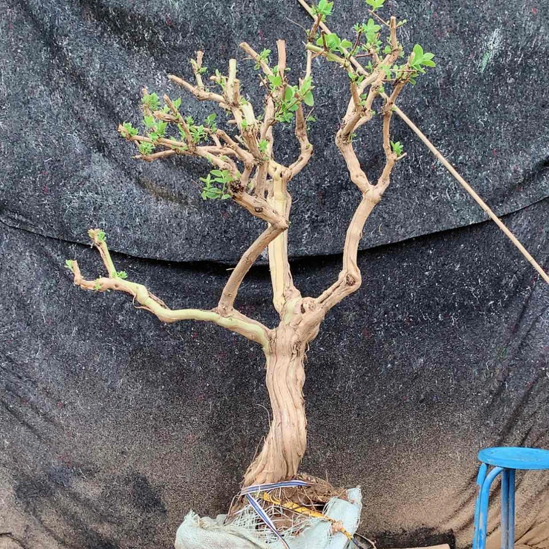 【闪购商品】金银花676