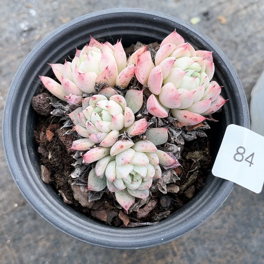 【闪购商品】组合84