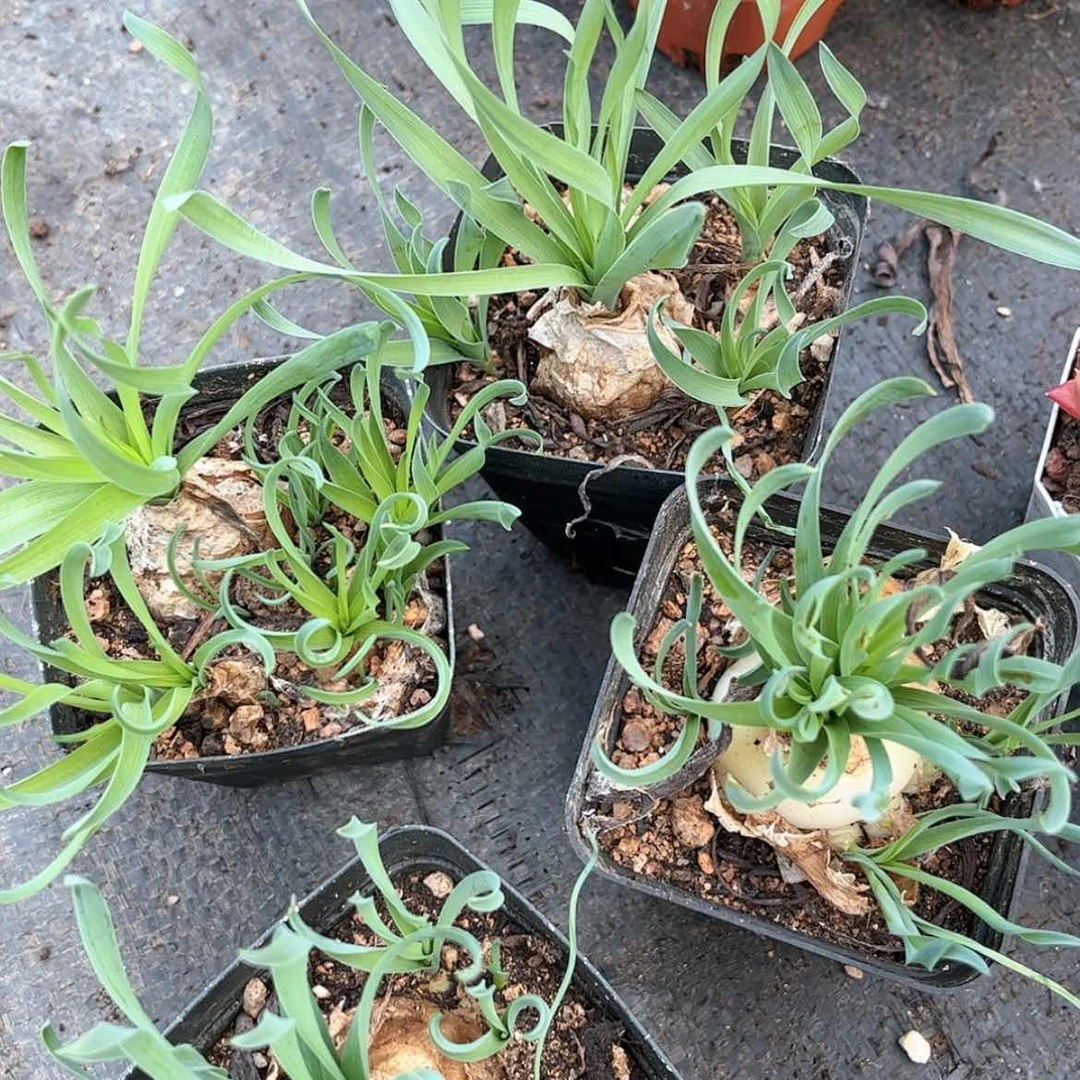 【闪购商品】弹簧草7.0