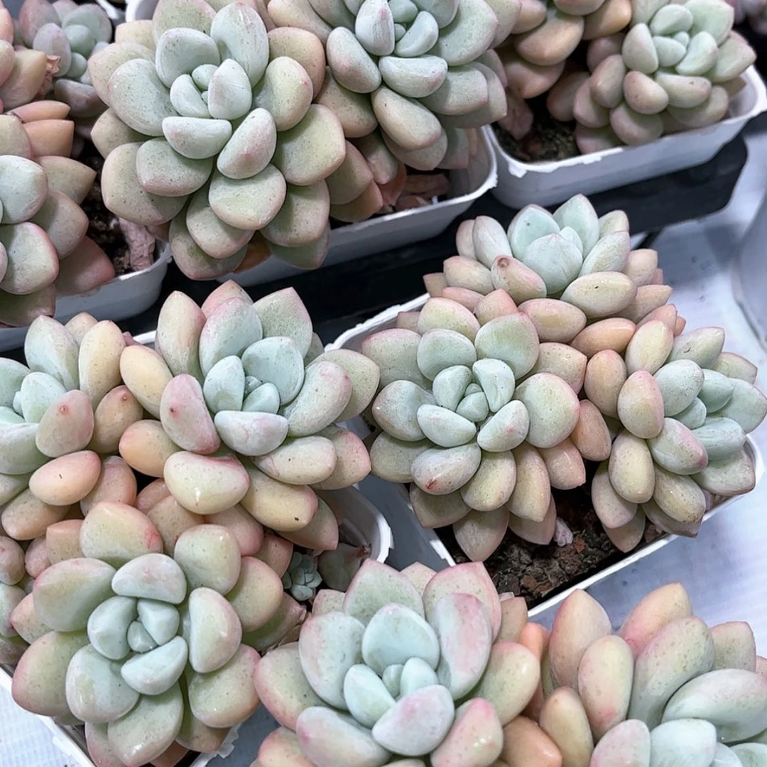 【闪购商品】泡泡糖7.0