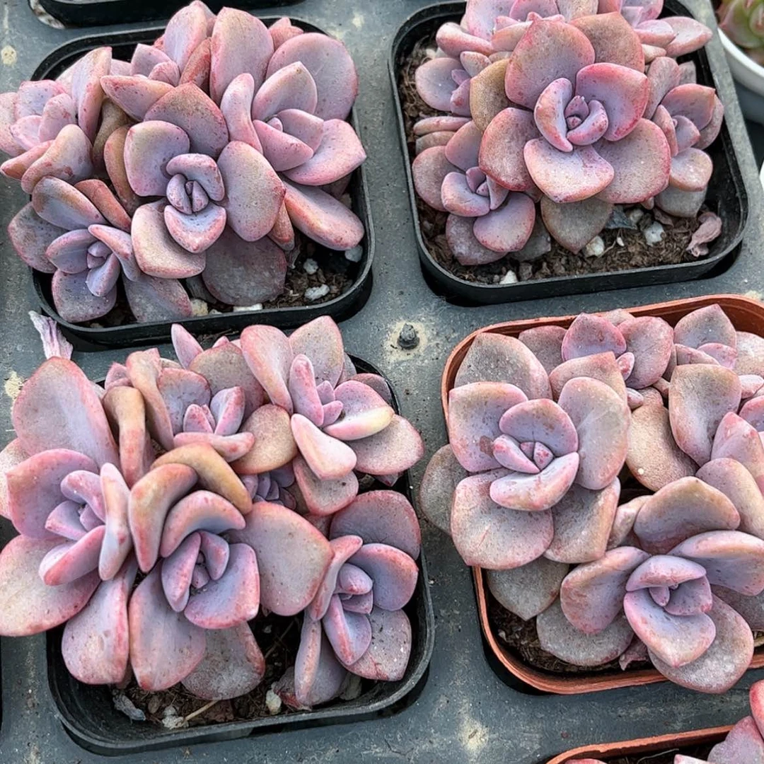 【闪购商品】彩虹糖群