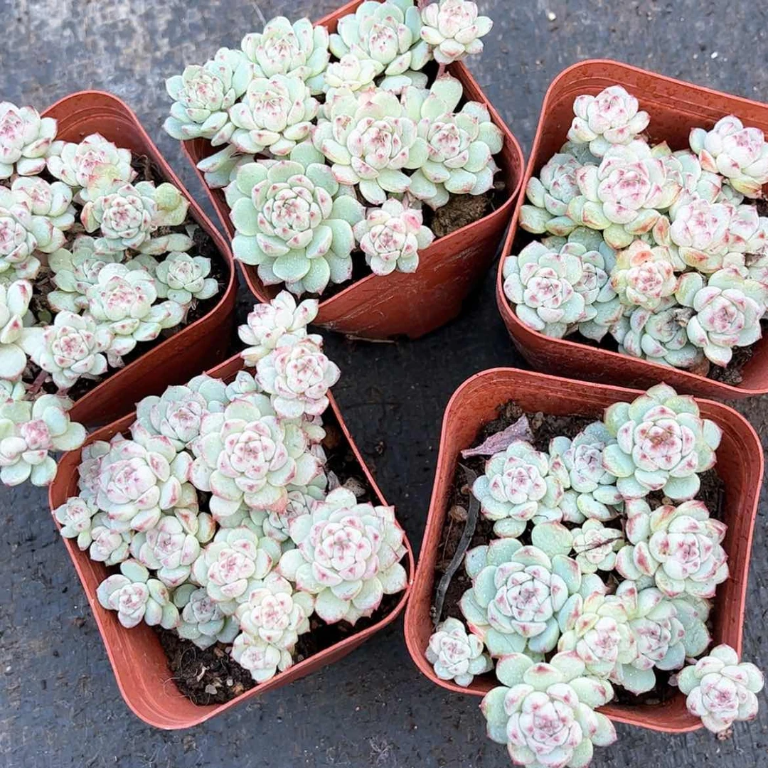【闪购商品】小粉梅6.5