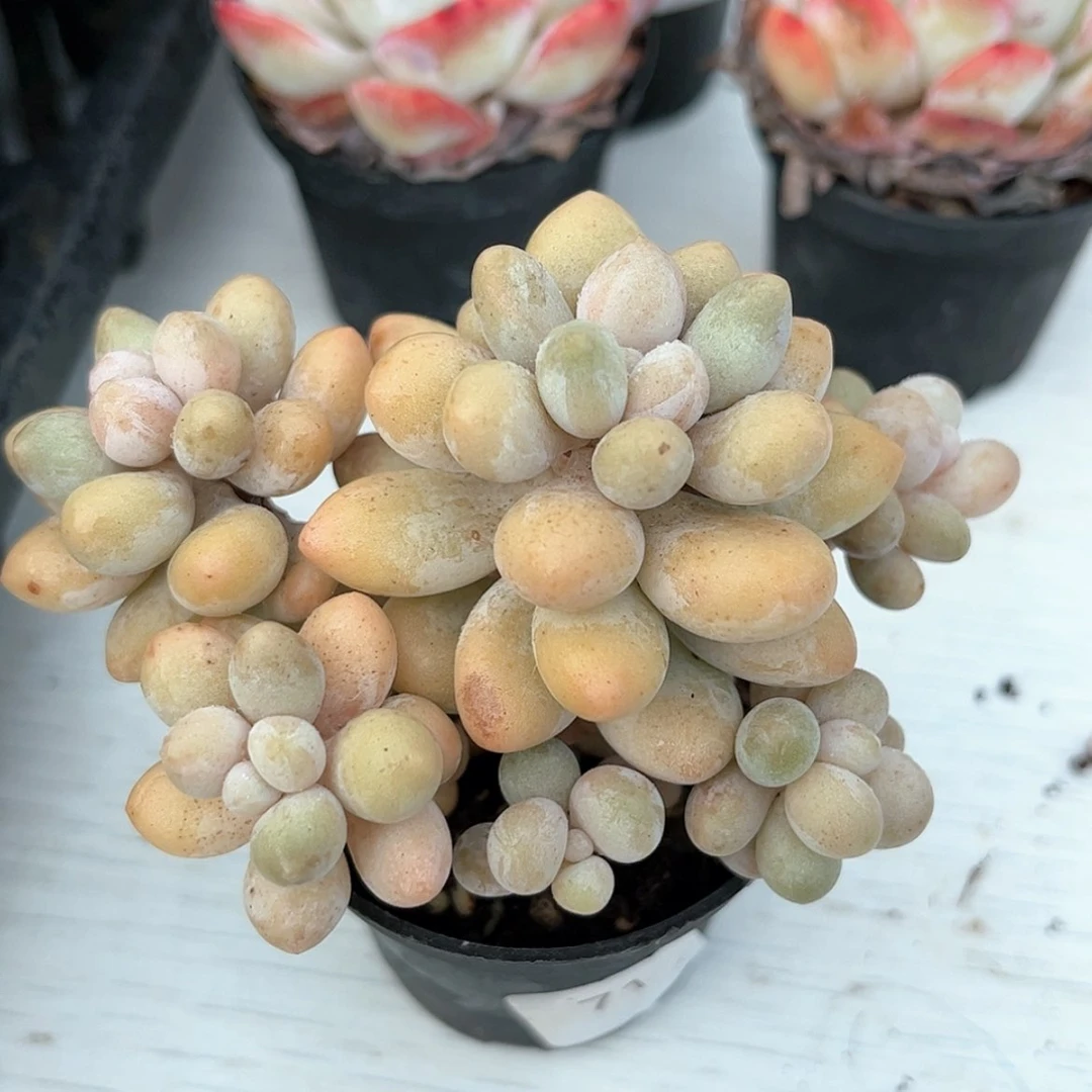 【闪购商品】5.5盆口71