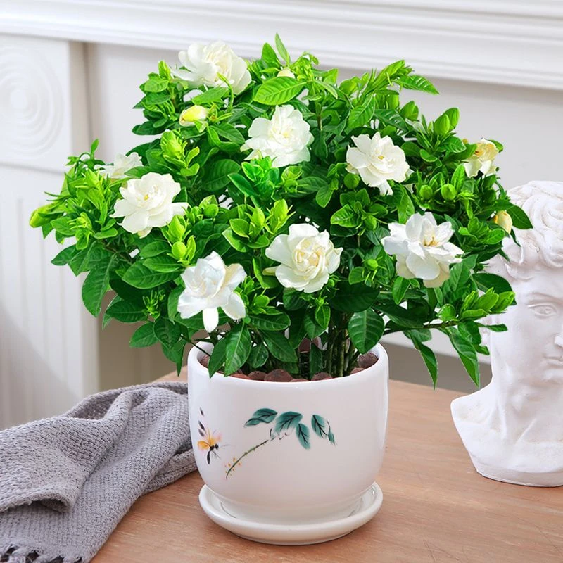 栀子花四季常青香味浓郁植物花卉盆栽