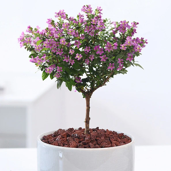 满天星浪漫小玫瑰,棒棒糖四季开花植物精品发货独杆带花带花苞发。
