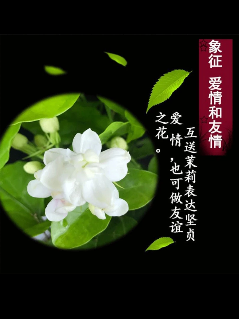 【带花苞】重瓣茉莉花爆盆盆栽室内盆景浓香型清新素雅香味芬芳驱蚊