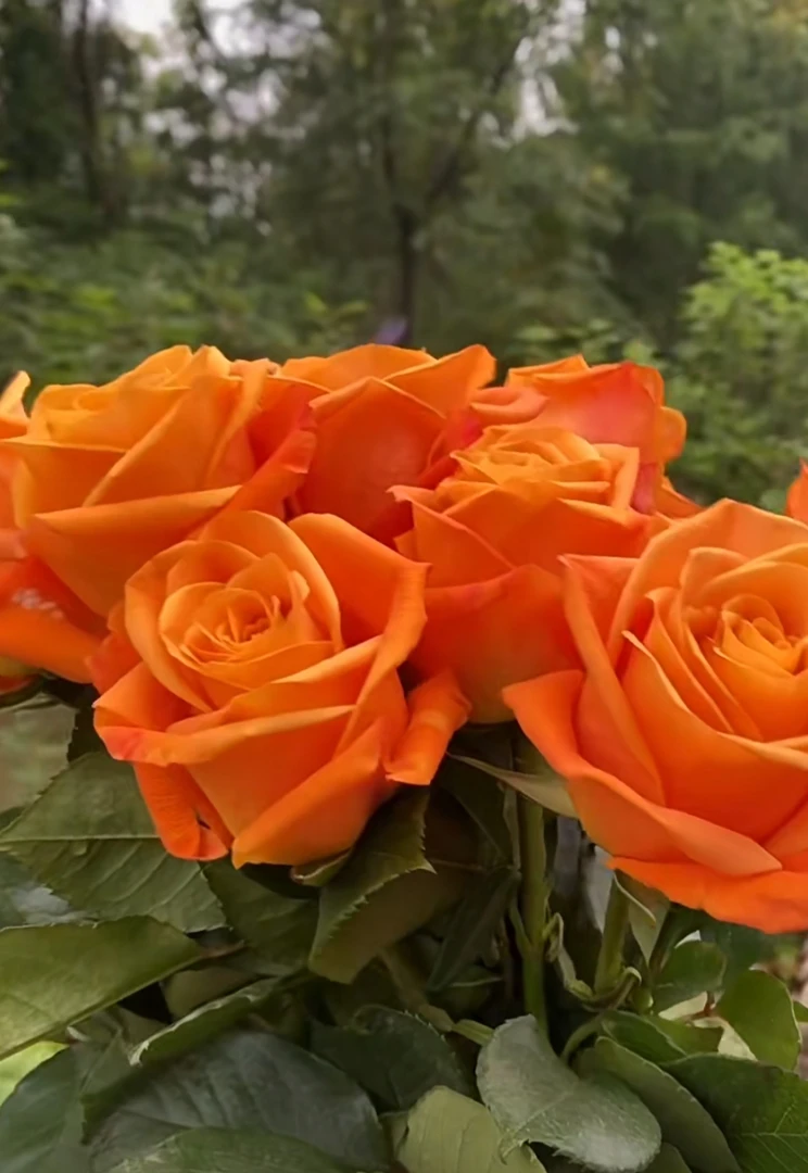 超新品切花玫瑰（关系月季）