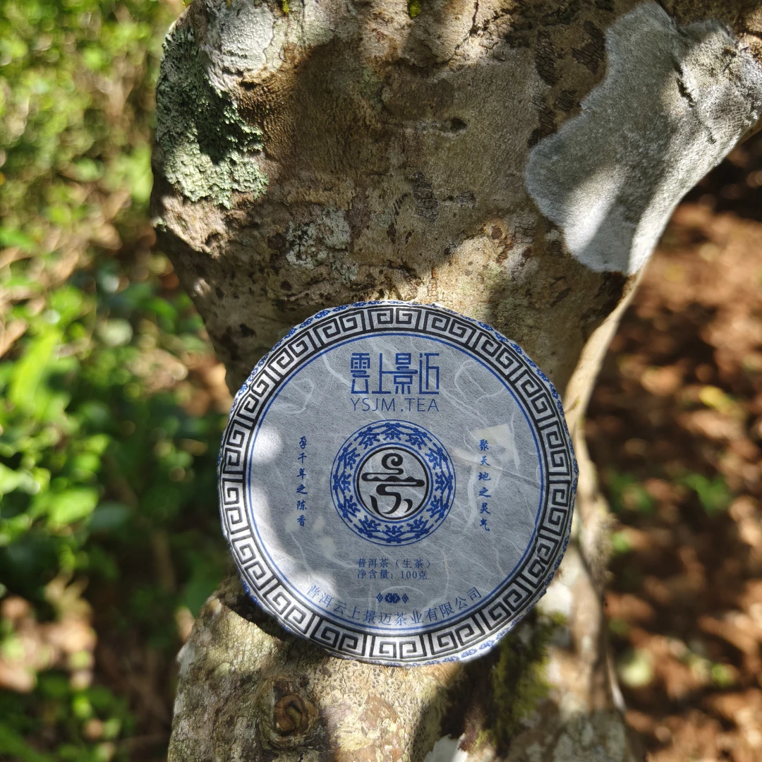 2022年头春景迈大平掌古树单株。手工制作。单株普洱茶，独特产区