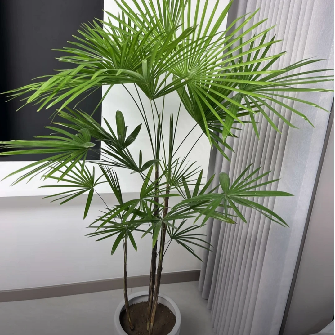 【双11棕竹福利】棕竹好看好养盆栽地载好养活易搭配装饰