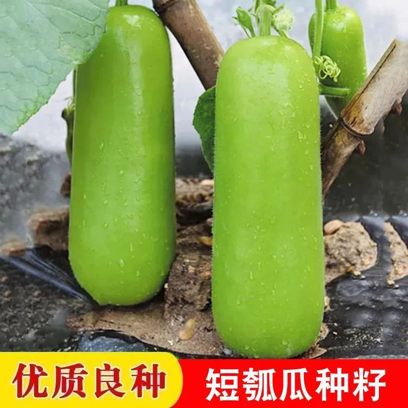 原装早熟瓠瓜种子短蒲瓜种籽甜瓠子瓜菜葫芦短棒农家四季蔬菜种孑