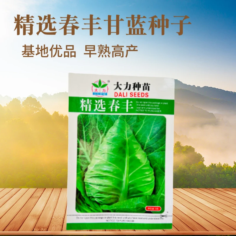 大力种苗精选春丰牛心甘蓝种子早熟春甘蓝抗病性好杂交甘蓝种籽孑