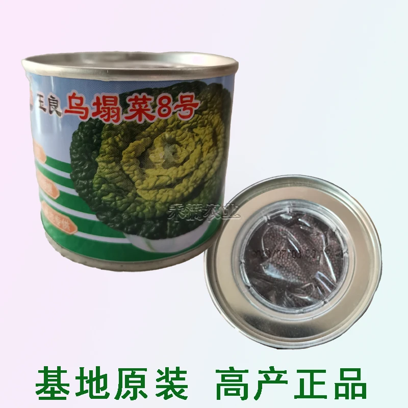基地原装黄心乌塌菜种子耐寒产地黄心菜种子菊花心菜种籽抗病种植