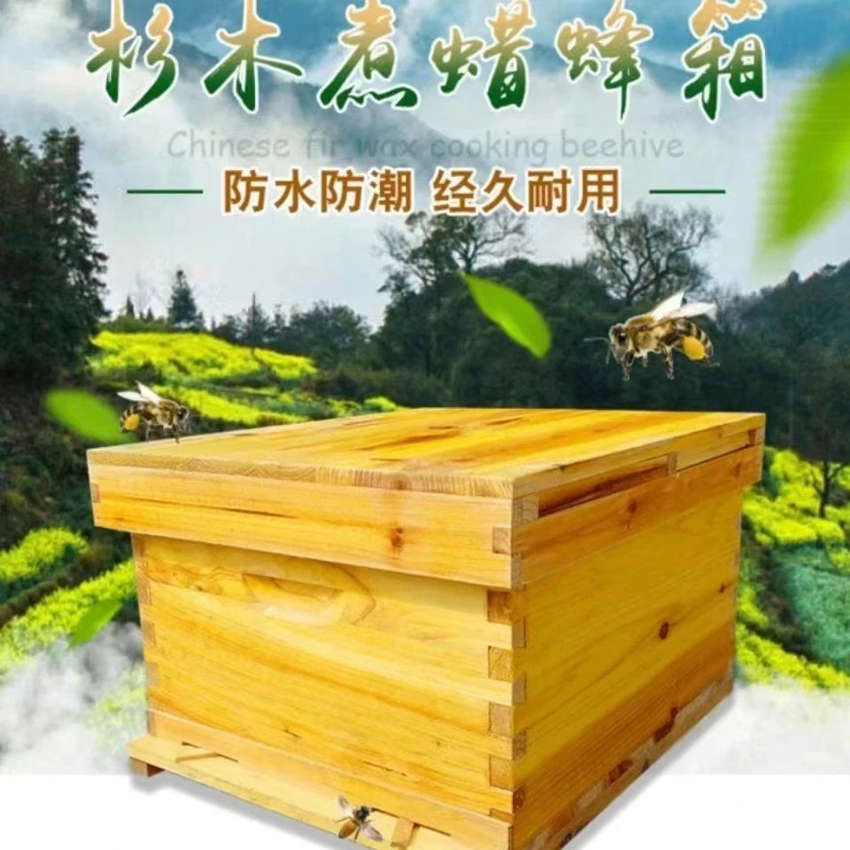 贵州遵义玖文蜂业中蜂蜜蜂批发养殖 迁妹