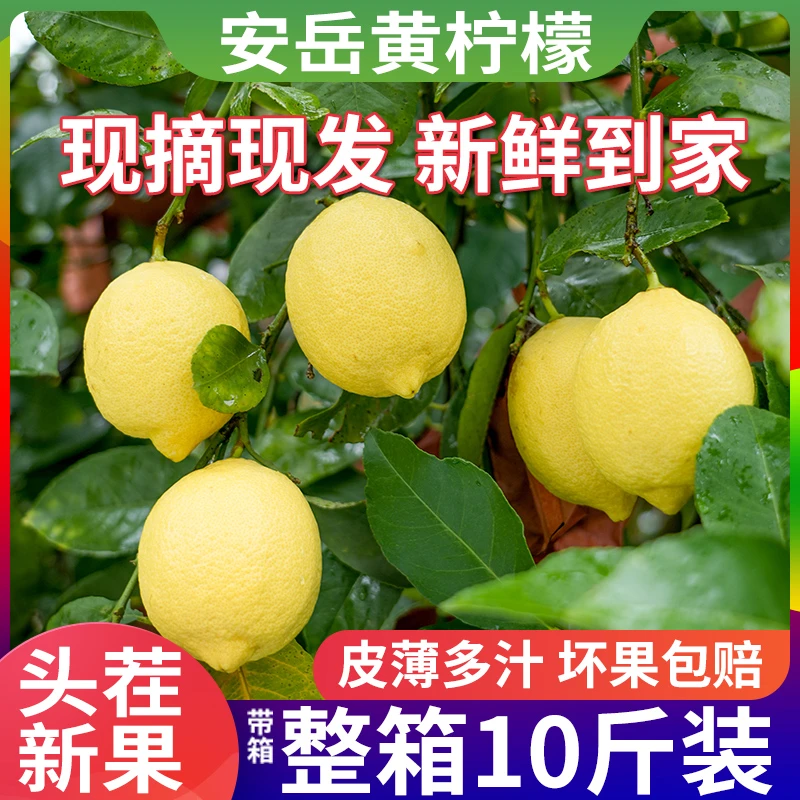 安岳黄柠檬应季采摘皮薄多汁新鲜果香水柠檬奶茶店榨汁果园直发