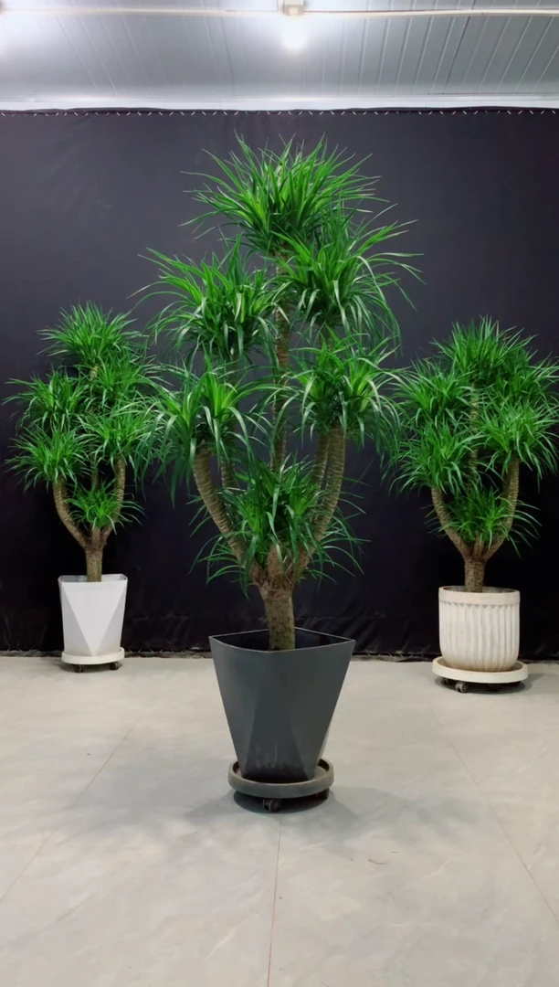 【闪购商品】龙血树