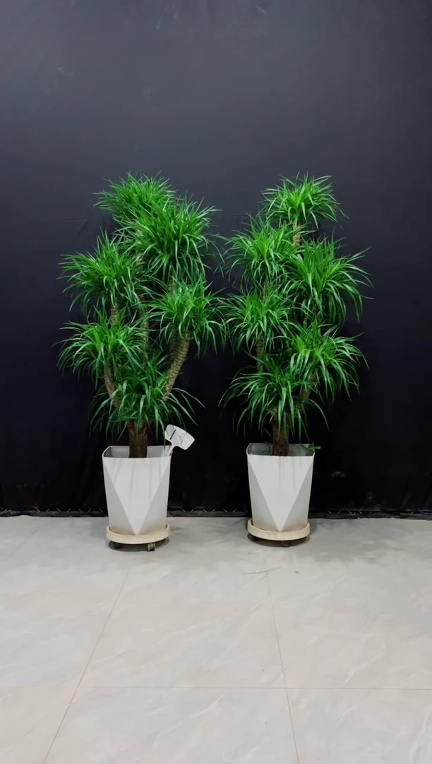 【闪购商品】龙血树