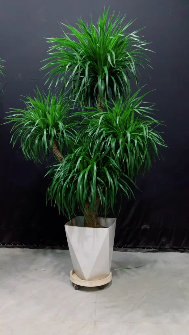 【闪购商品】龙血树一套带土
