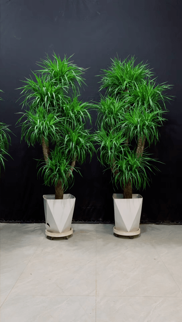 【闪购商品】龙血树