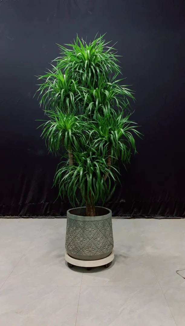 【闪购商品】龙血树裸树