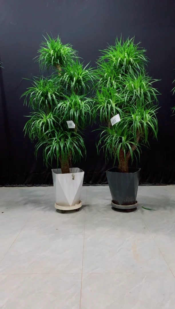 【闪购商品】龙血树，一对 带盆