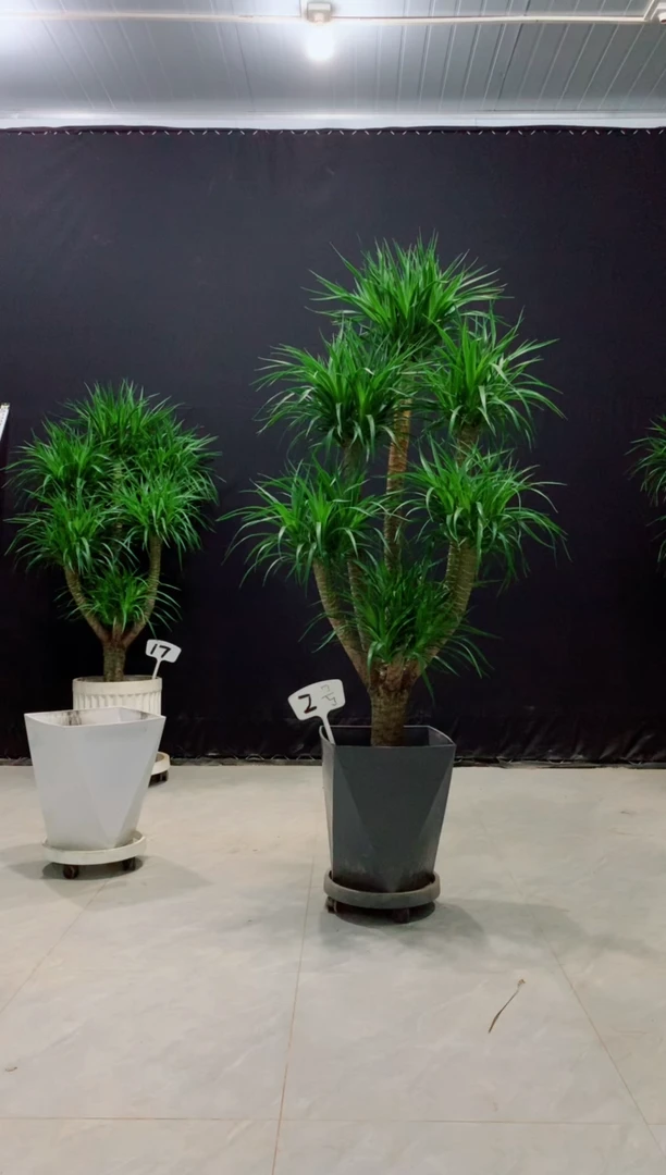 【闪购商品】龙血树带白盆