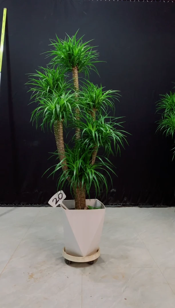 【闪购商品】龙血树，裸树